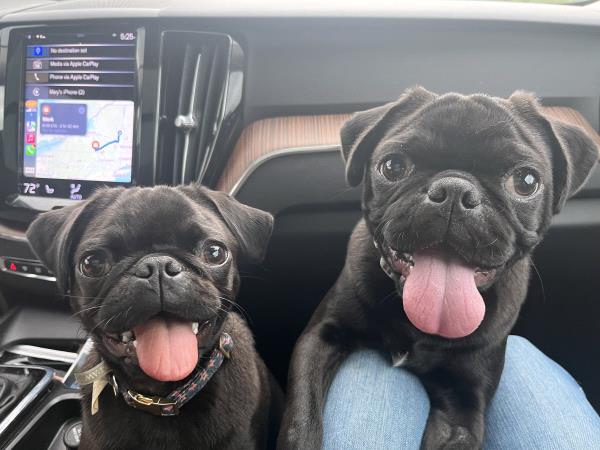 /images/uploads/pug nation rescue of los angeles/pugnation2024/entries/30790thumb.jpg